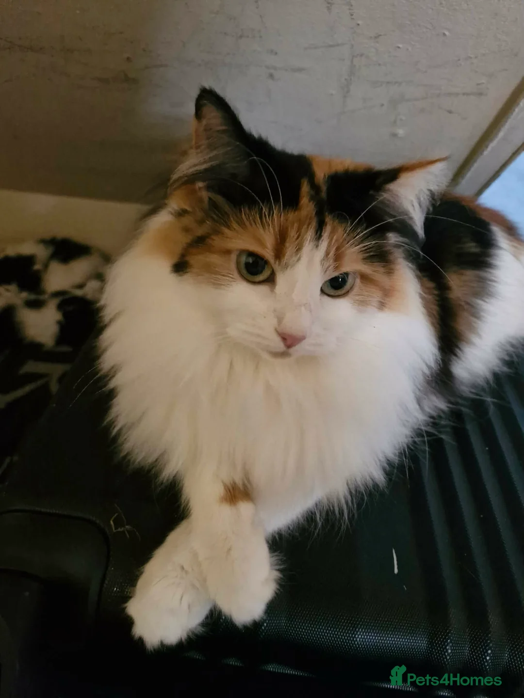 Ragdoll cats for sale: Ragdoll/moggy - Advert 1