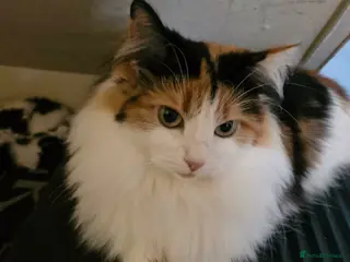 Ragdoll cats Ragdoll/moggy - Advert 3