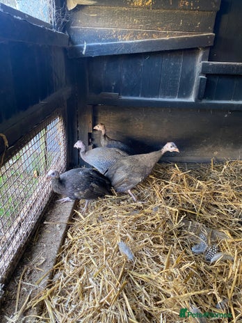 Guinea Fowl poultry - Advert 1
