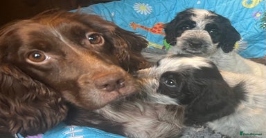 Cockapoo dogs - Advert 1