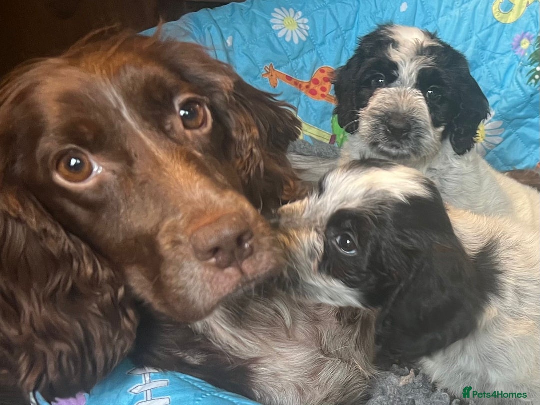 Cockapoo dogs for sale: Colourful Cockapoos 🌈 Raised Right ✨ - Image 22
