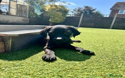 Labrador Retriever dogs for sale: Stunning litter of Black Labrador puppies  in Lydbury North - Image 18