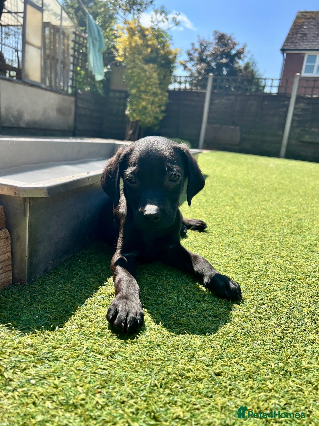 Labrador Retriever dogs for sale: Stunning litter of Black Labrador puppies  in Lydbury North - Image 18