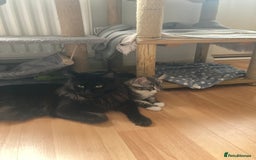Maine Coon cats for sale: TICA Registered Maine Coons - Image 6