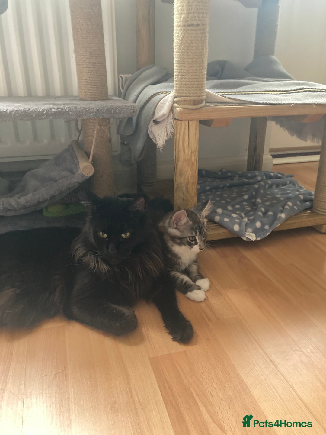 Maine Coon cats for sale: TICA Registered Maine Coons - Image 6