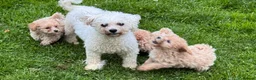 Poochon dogs for sale: Health Tested Fully Vaccinated Poochon Puppies  - Advert 8