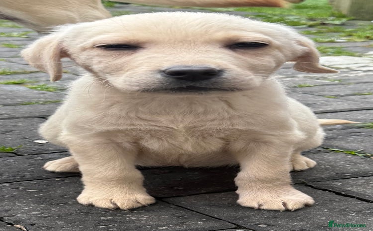 Labrador Retriever dogs - Advert 14