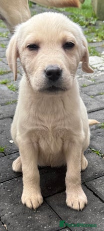 Labrador Retriever dogs - Advert 12