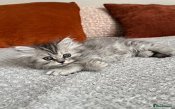 Persian cats for sale: 🐾Fluffy Chinchilla Persian kittens for Sale🐾 - Image 20