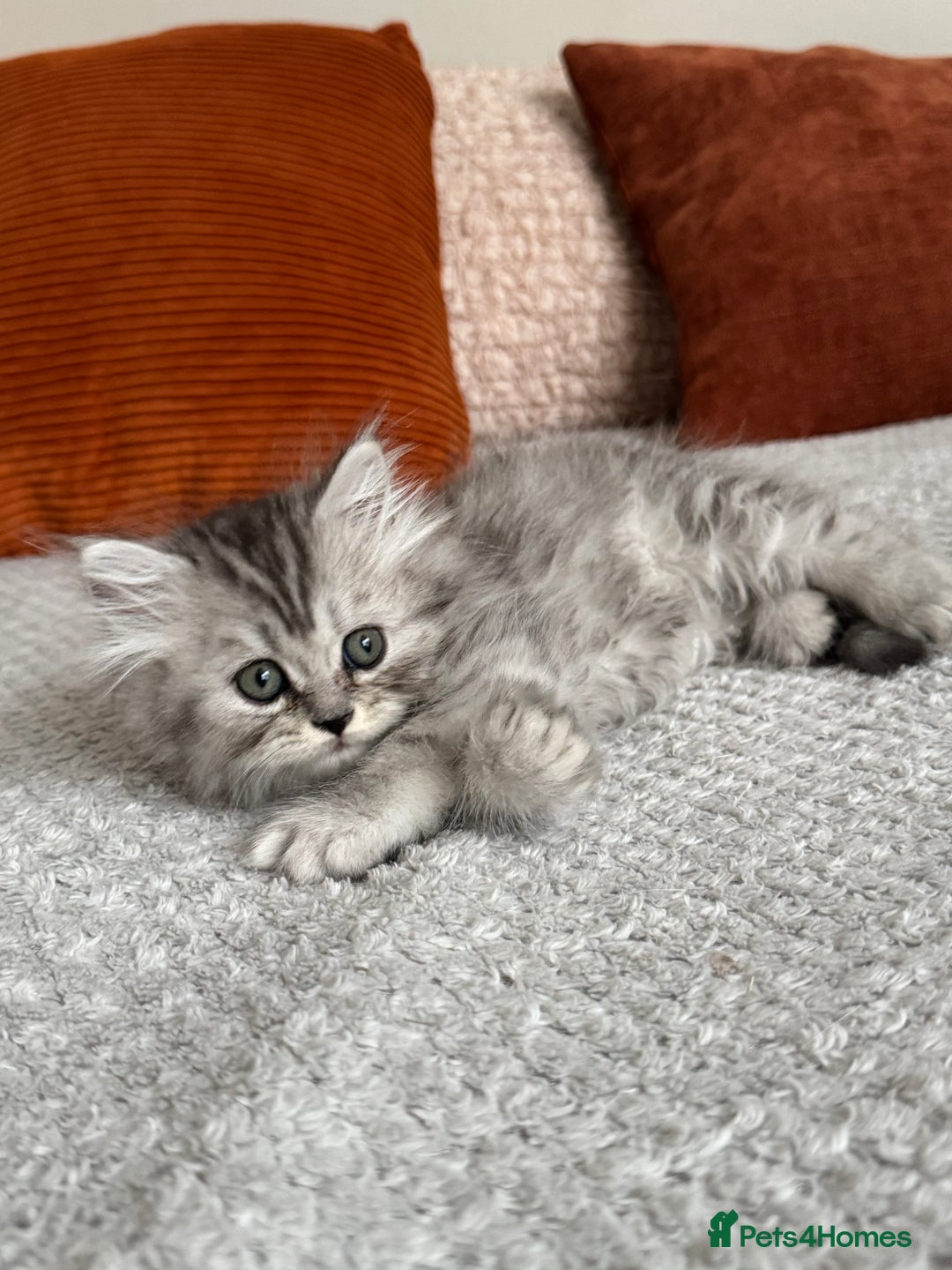 Persian cats for sale: 🐾Fluffy Chinchilla Persian kittens for Sale🐾 - Image 20