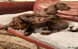 Cocker Spaniel dogs for sale: K.C. Well bred chocolate working cocker spaniels - Image 14