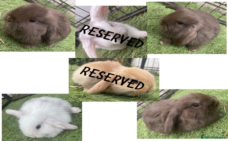 Mini Lop rabbits - Advert 6