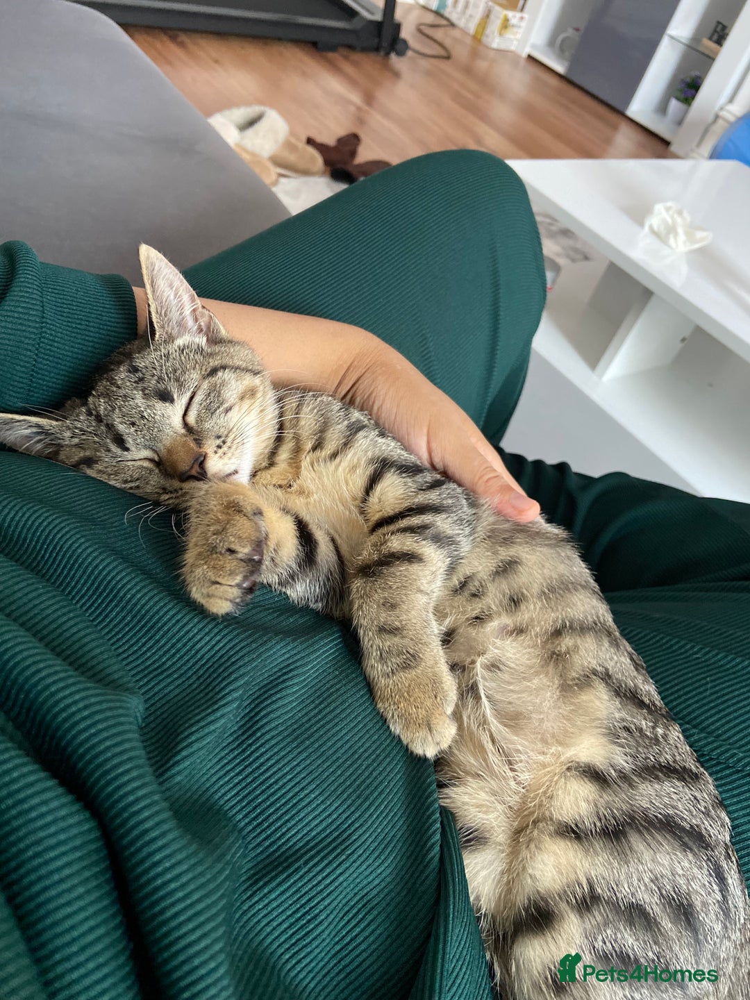 Bengal cats for sale: Beautiful Loving Boy  - Image 7