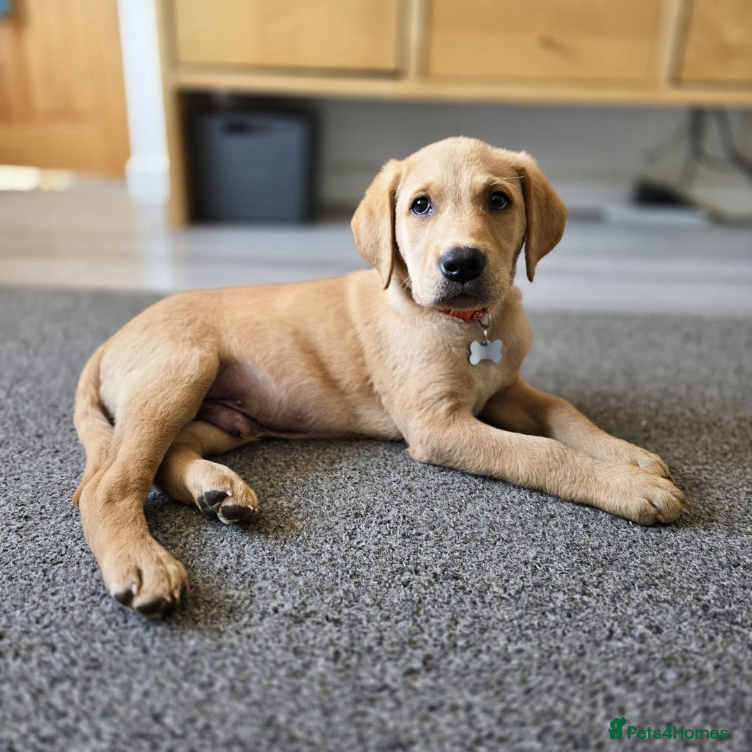 Labradoodle dogs for sale: Mr . Ted - Image 2