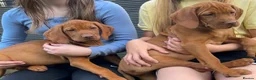 Hungarian Vizsla dogs for sale: ⭐️1 boy Available KC Hungarian Vizsla - Advert 2