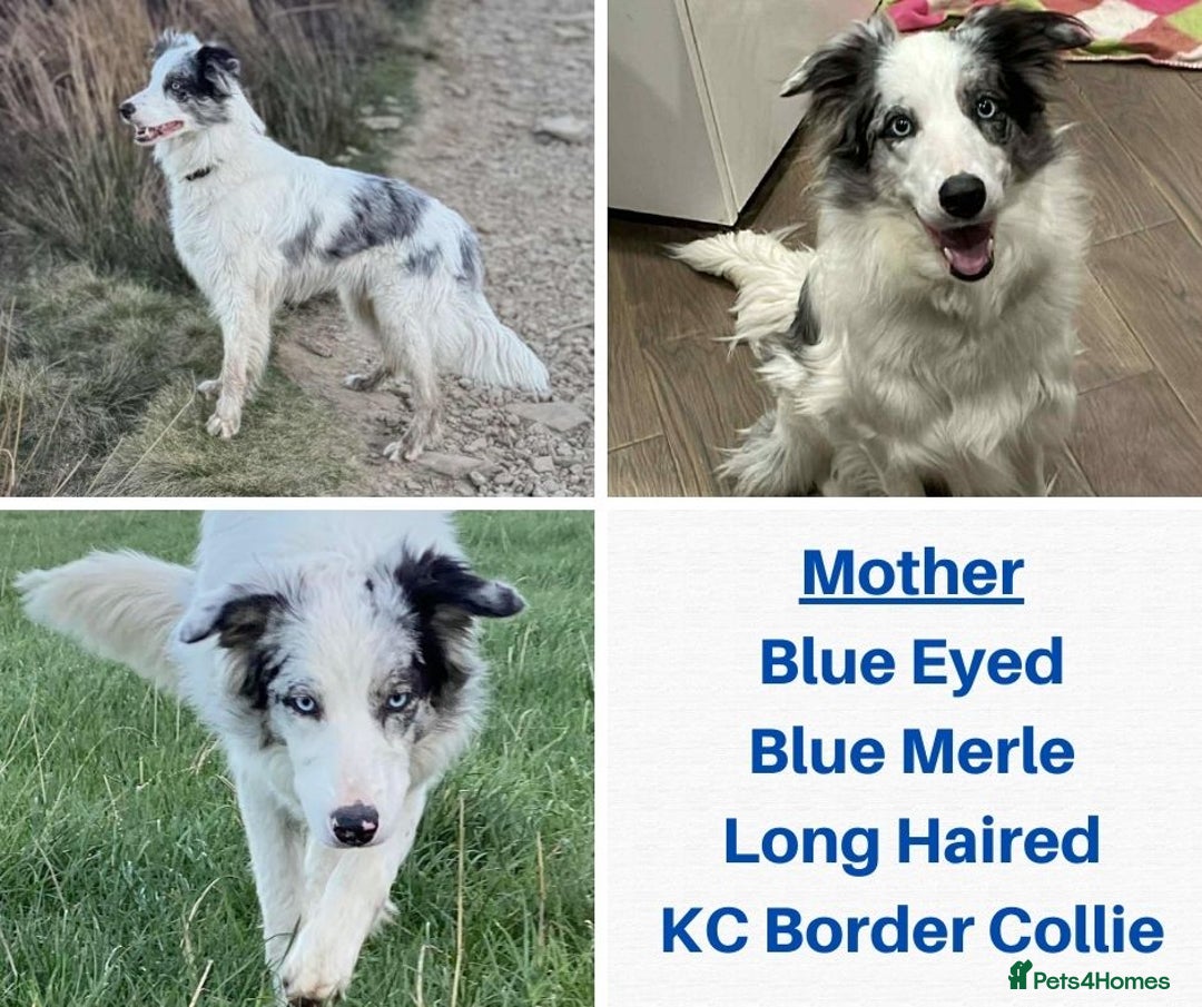 Border Collie dogs for sale: Merle Blue Eye KC Registered Border Collie Puppies - Image 7