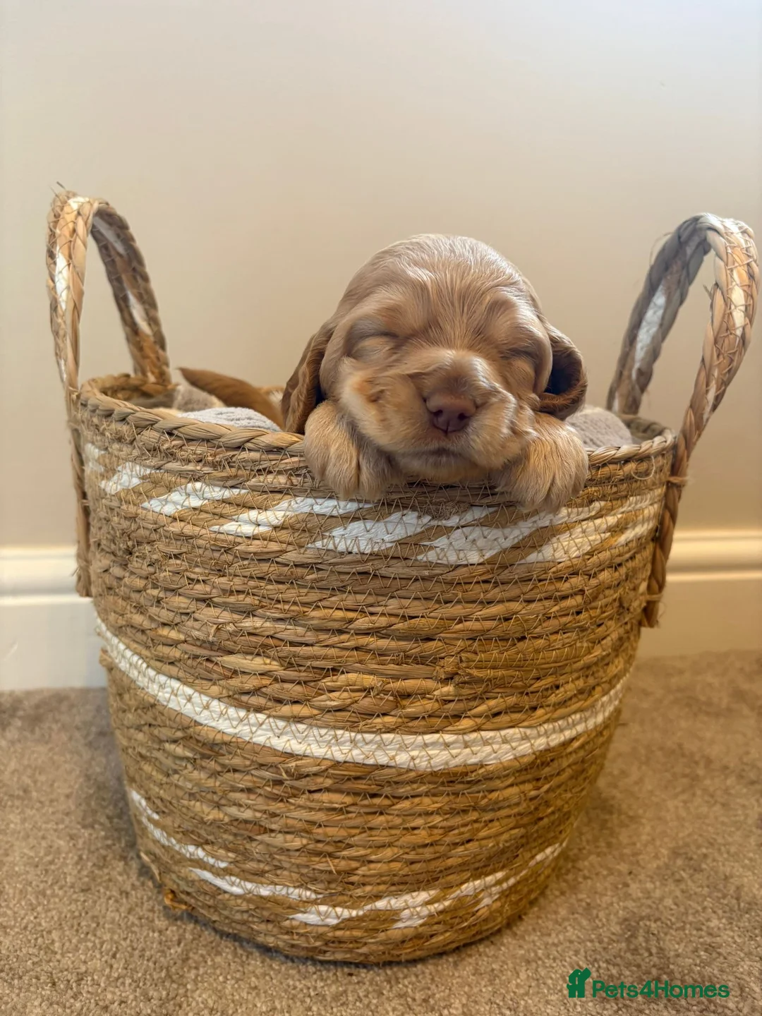 Cockapoo dogs for sale: Beautiful Apricot F1B Cockapoo Puppies  - Advert 3