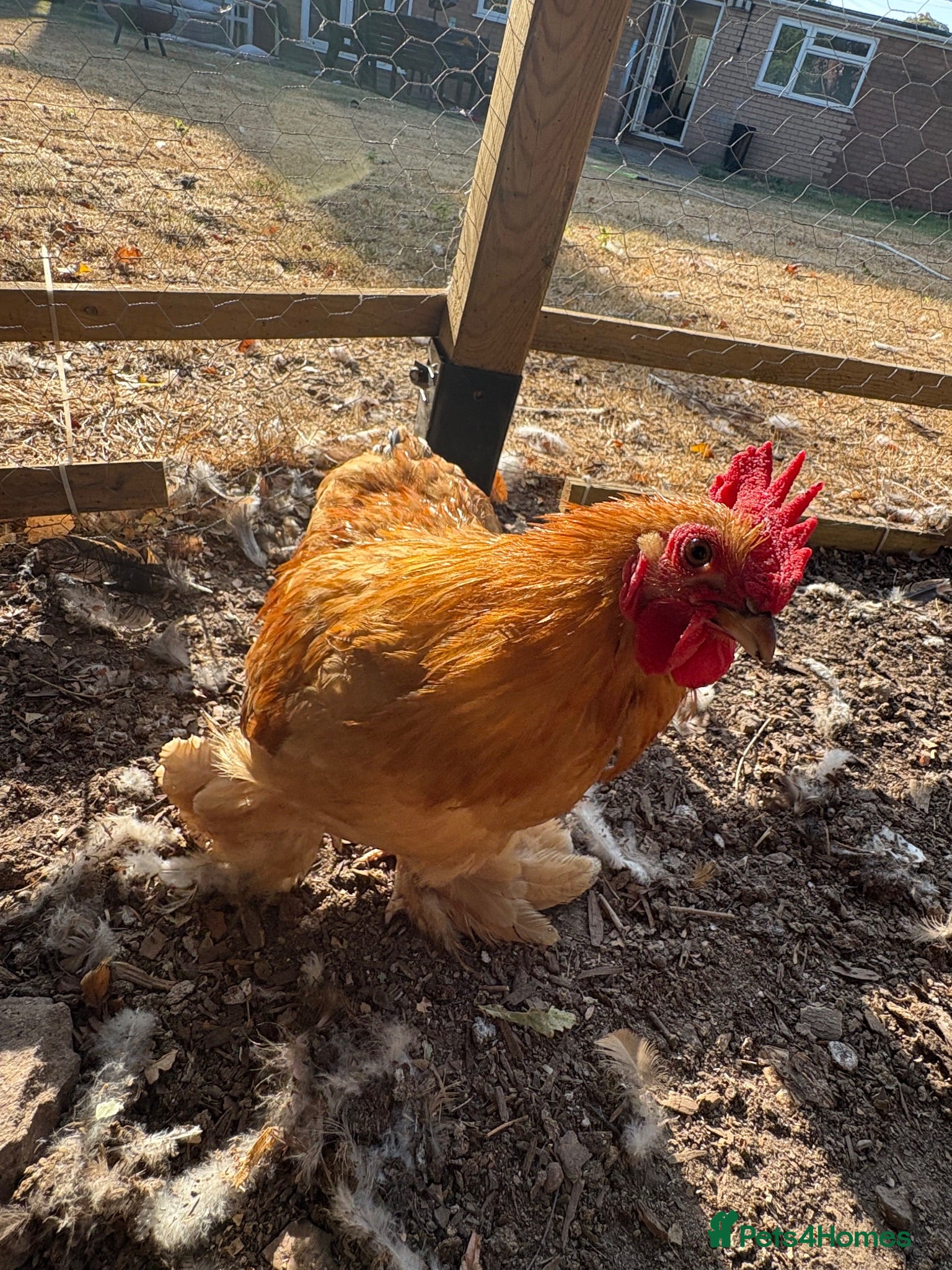 Chickens poultry Beautiful Amber Pekin Bantam Rooster - Advert 11