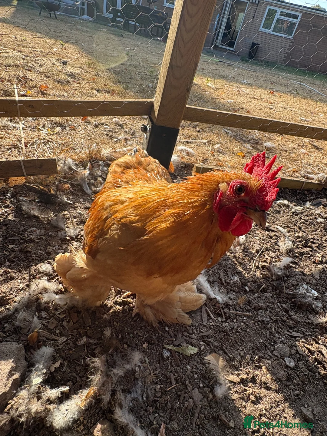 Chickens poultry for sale: Beautiful Amber Pekin Bantam Rooster - Advert 1