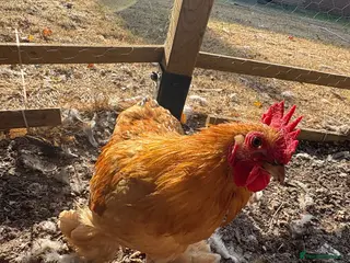 Chickens poultry Beautiful Amber Pekin Bantam Rooster - Advert 3
