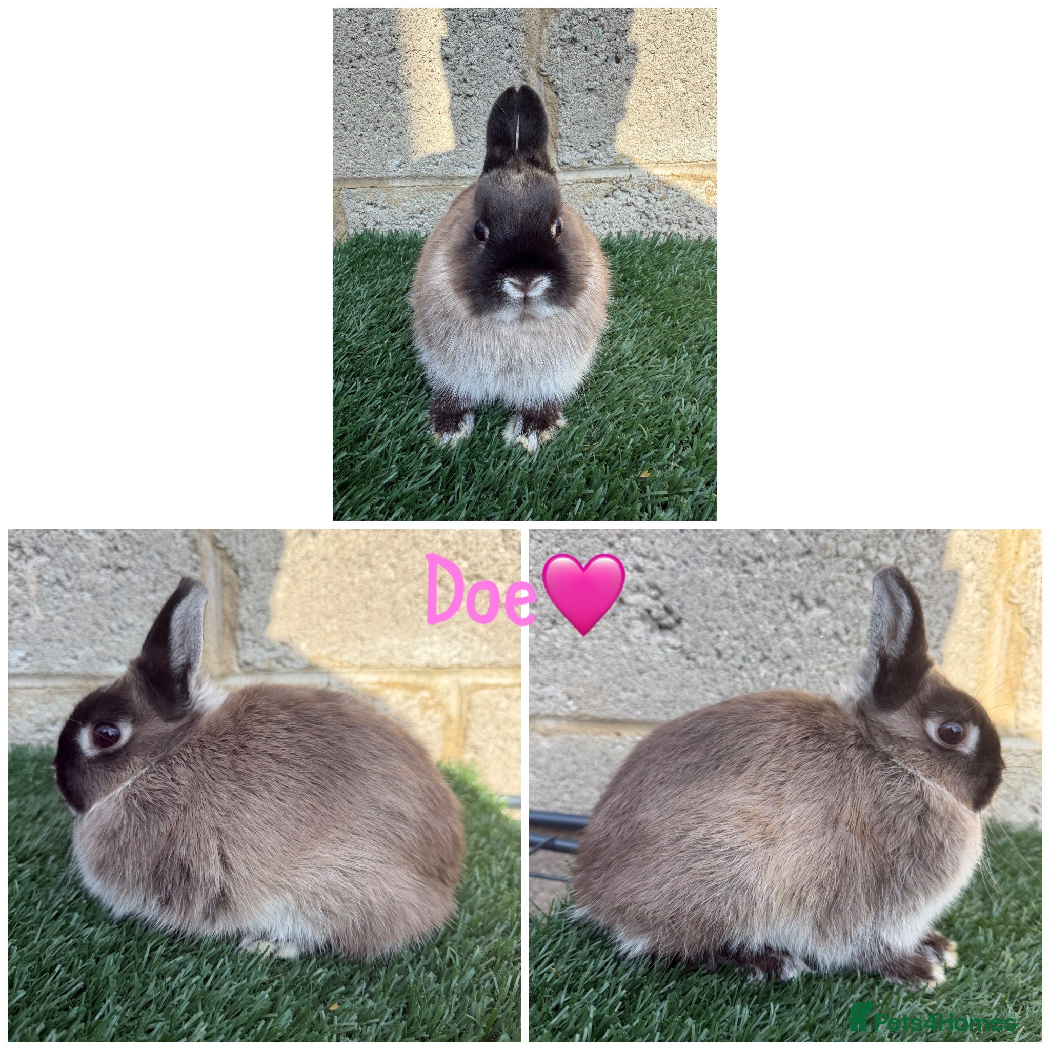 Netherland Dwarf rabbits Pure breed Netherlands dwarf  - Advert 1