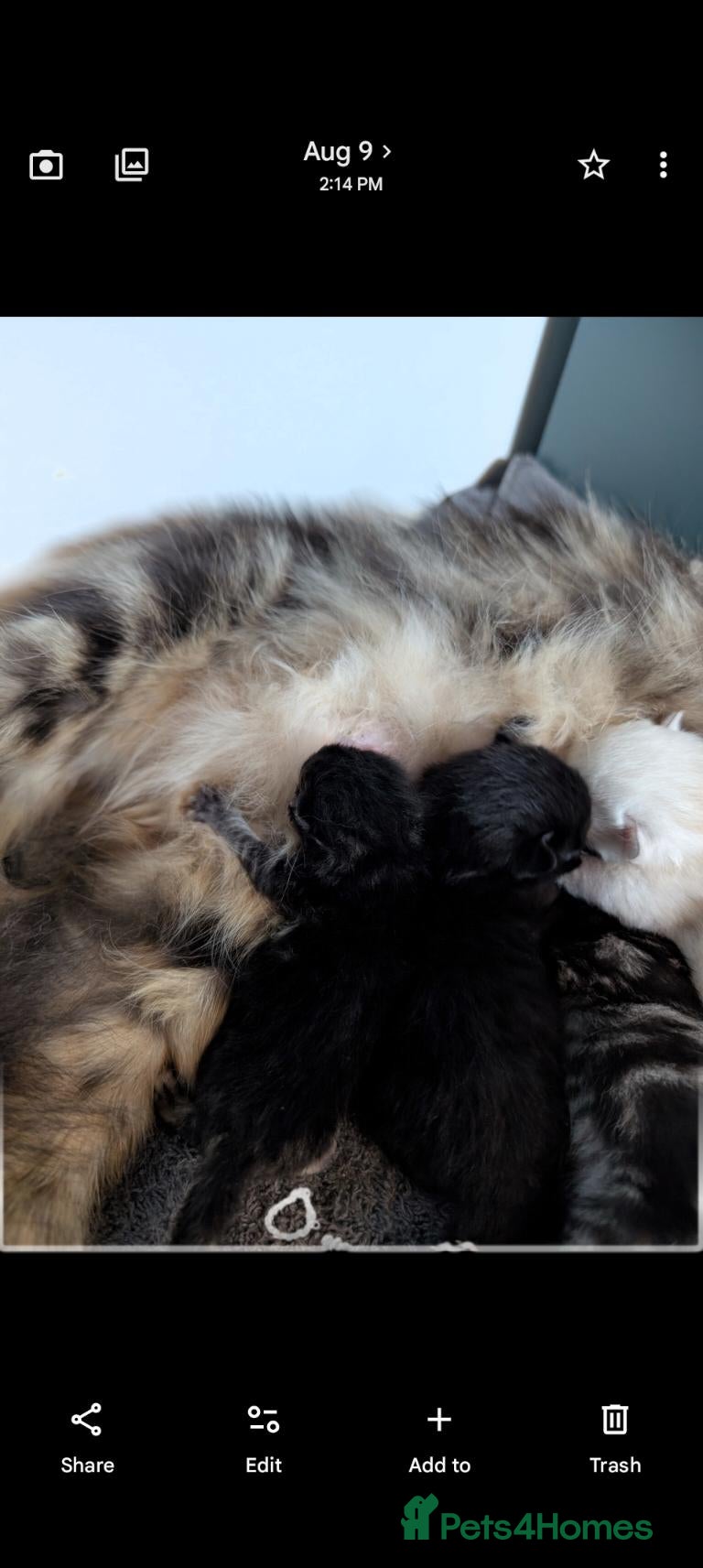 Mixed Breed cats 5 beautiful kittens for  - Advert 4