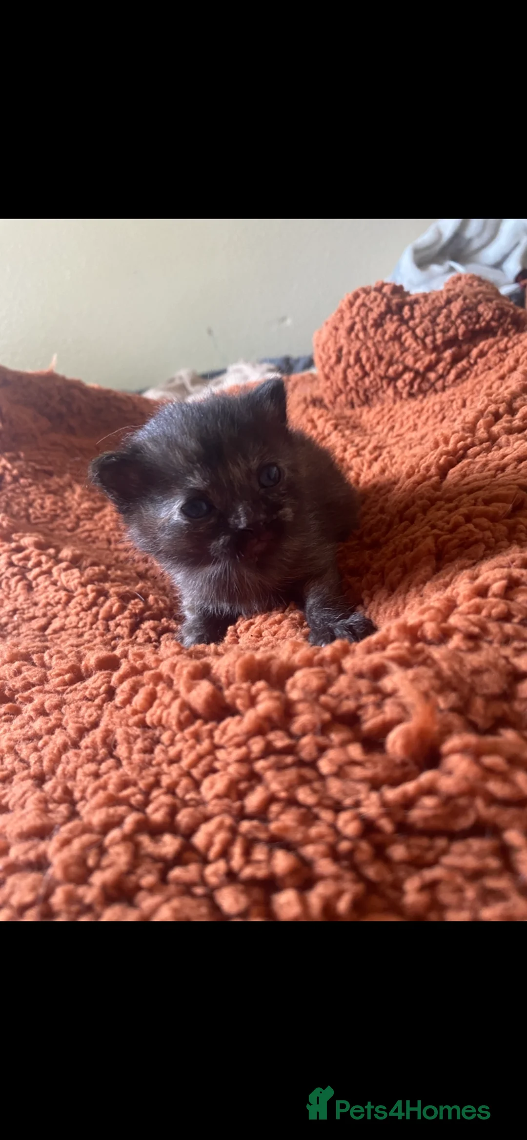Mixed Breed cats for sale: Adorable kittens looking for forever homes - Advert 25