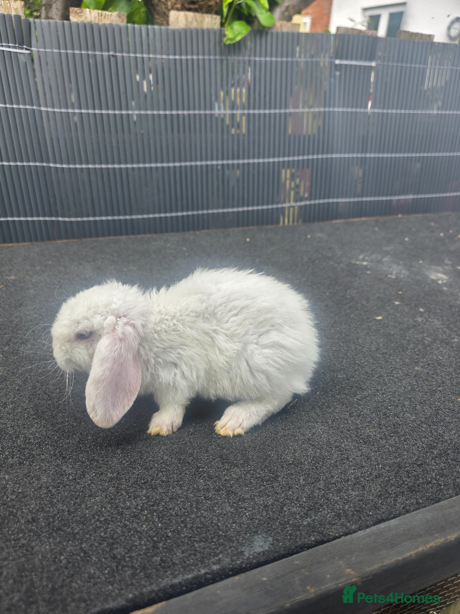 Mini Lop rabbits Mini plush lops - Advert 2