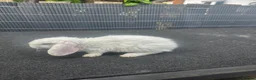 Mini Lop rabbits for sale: Mini plush lops - Advert 1