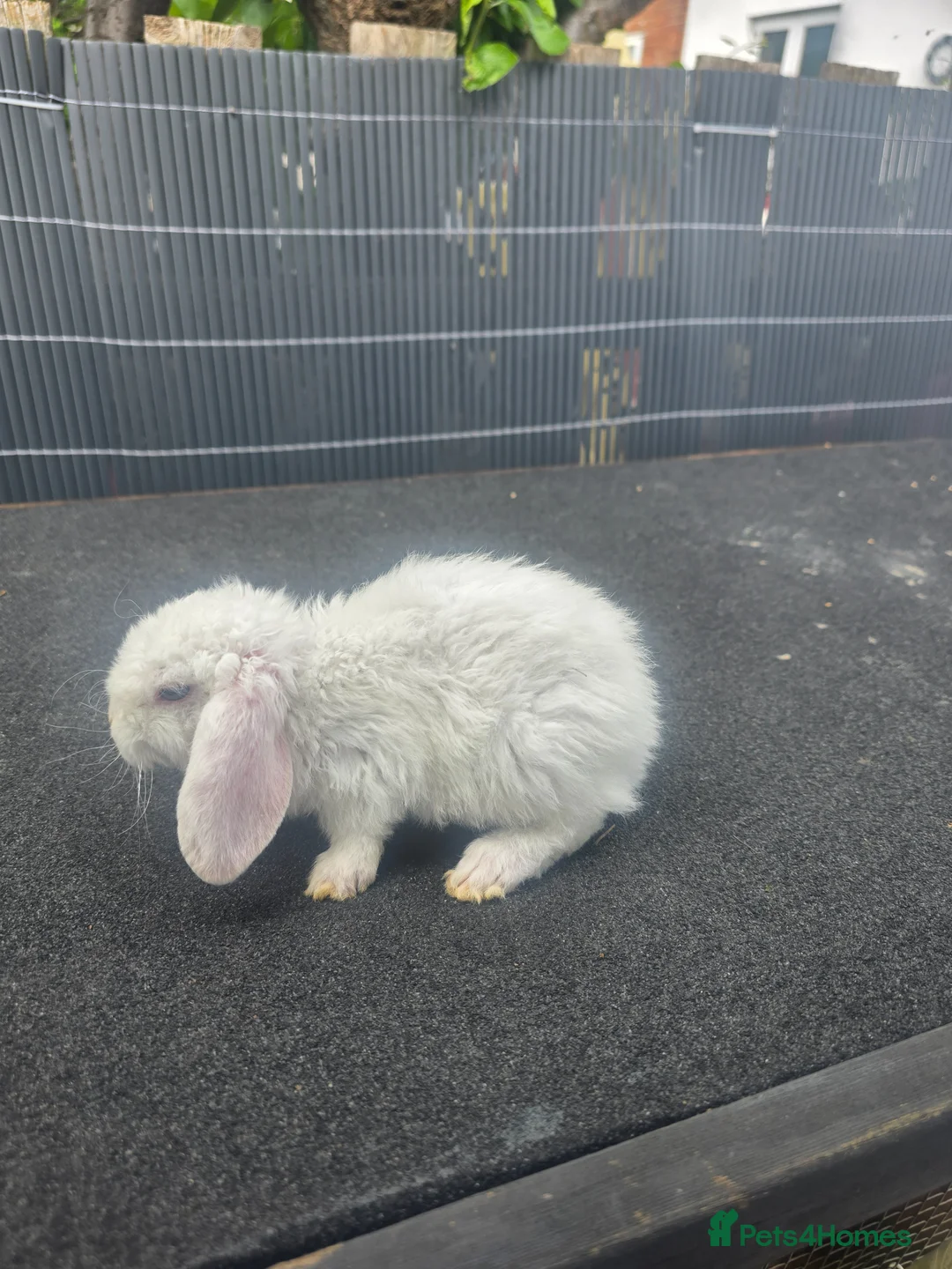 Mini Lop rabbits for sale: Mini plush lops - Advert 1