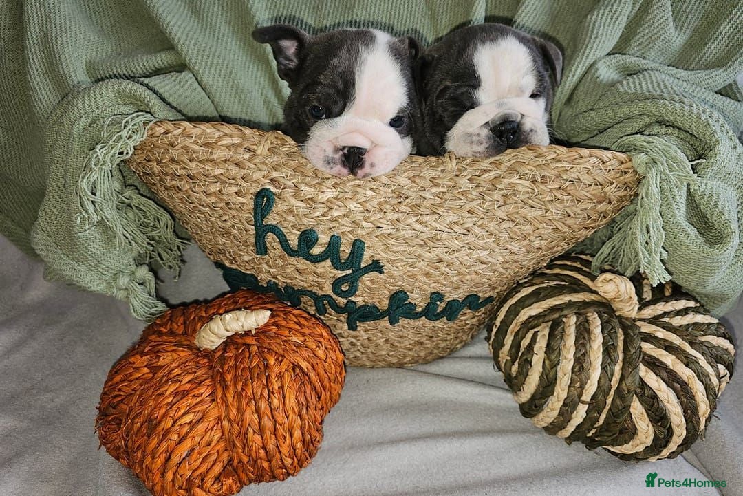 English Bulldog dogs Beautiful English Bulldog Puppies - Advert 1