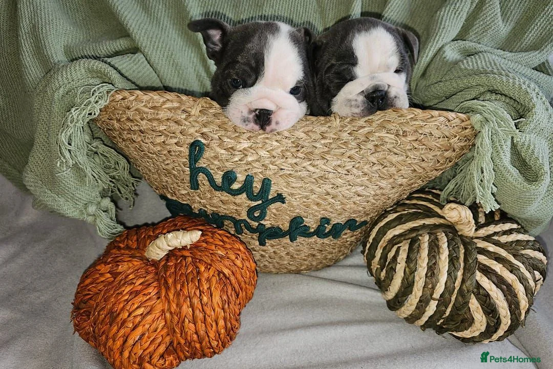 English Bulldog dogs for sale: Beautiful English Bulldog Puppies in Stoke-on-Trent - Advert 1