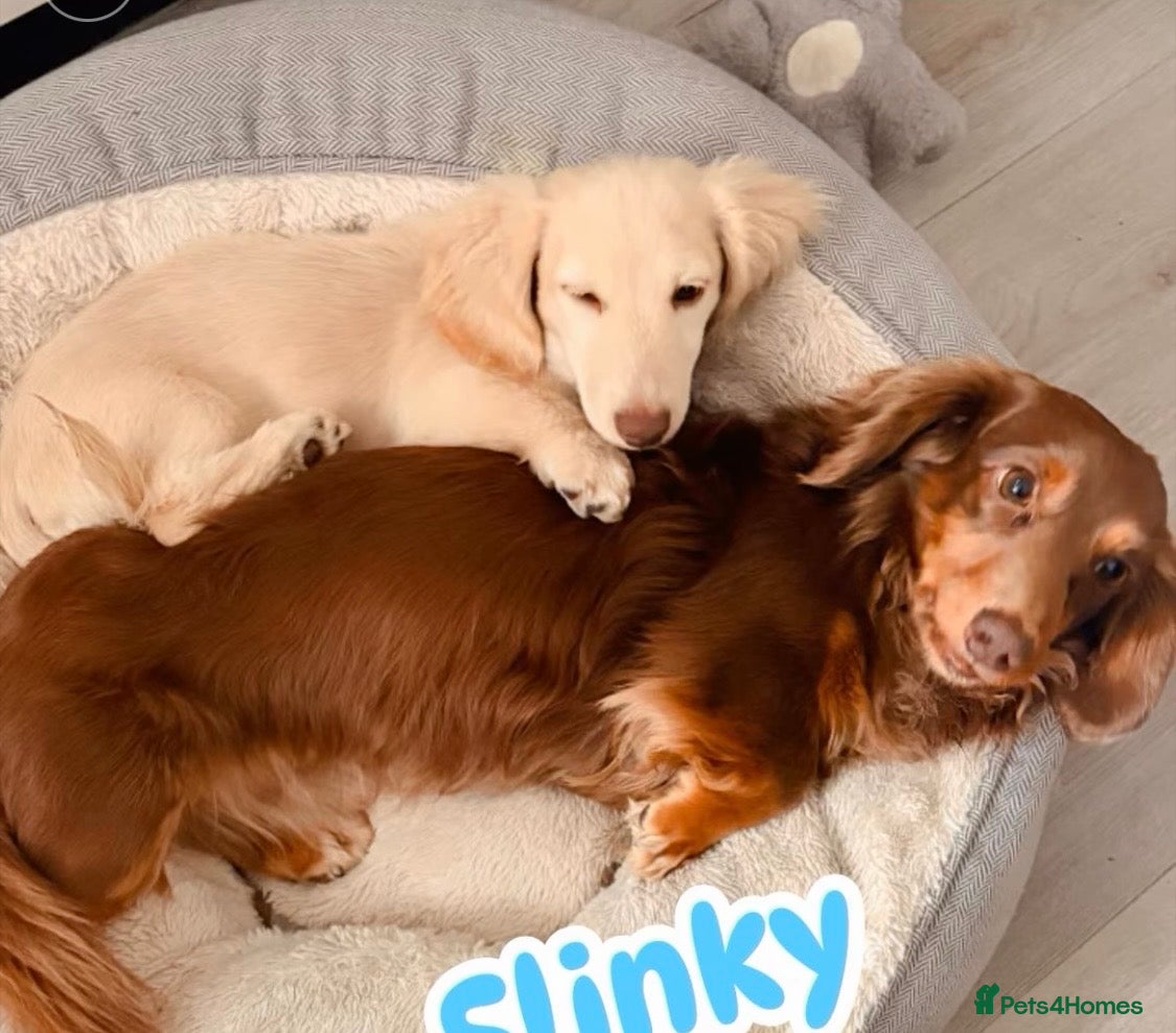 Miniature Dachshund dogs SLINKY (stud) please read below - Advert 11