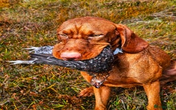 Hungarian Vizsla dogs for stud: Wirehaired Vizsla Dog at Stud - Image 5