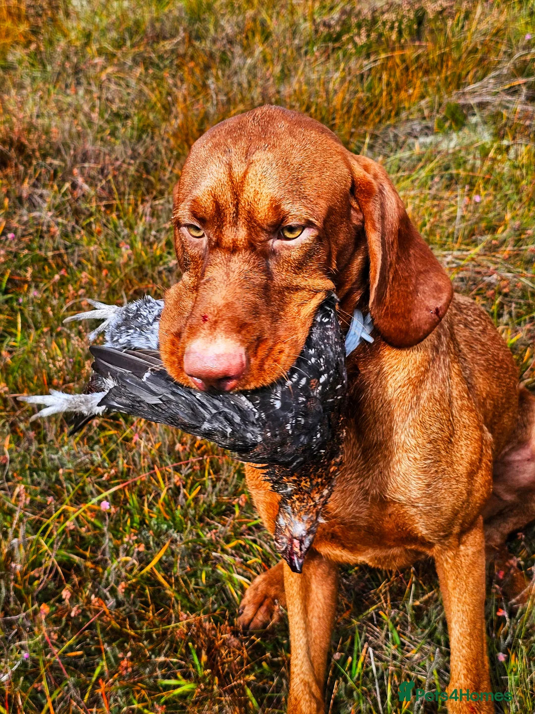 Hungarian Vizsla dogs for stud: Wirehaired Vizsla Dog at Stud - Advert 5