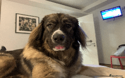 Caucasian Shepherd Dog dogs for sale: Caucasian Shepherd Dog - Image 3