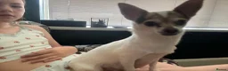 Chihuahua dogs for sale: 2 STUNNING WHITE BOYS READY NOW - Advert 8