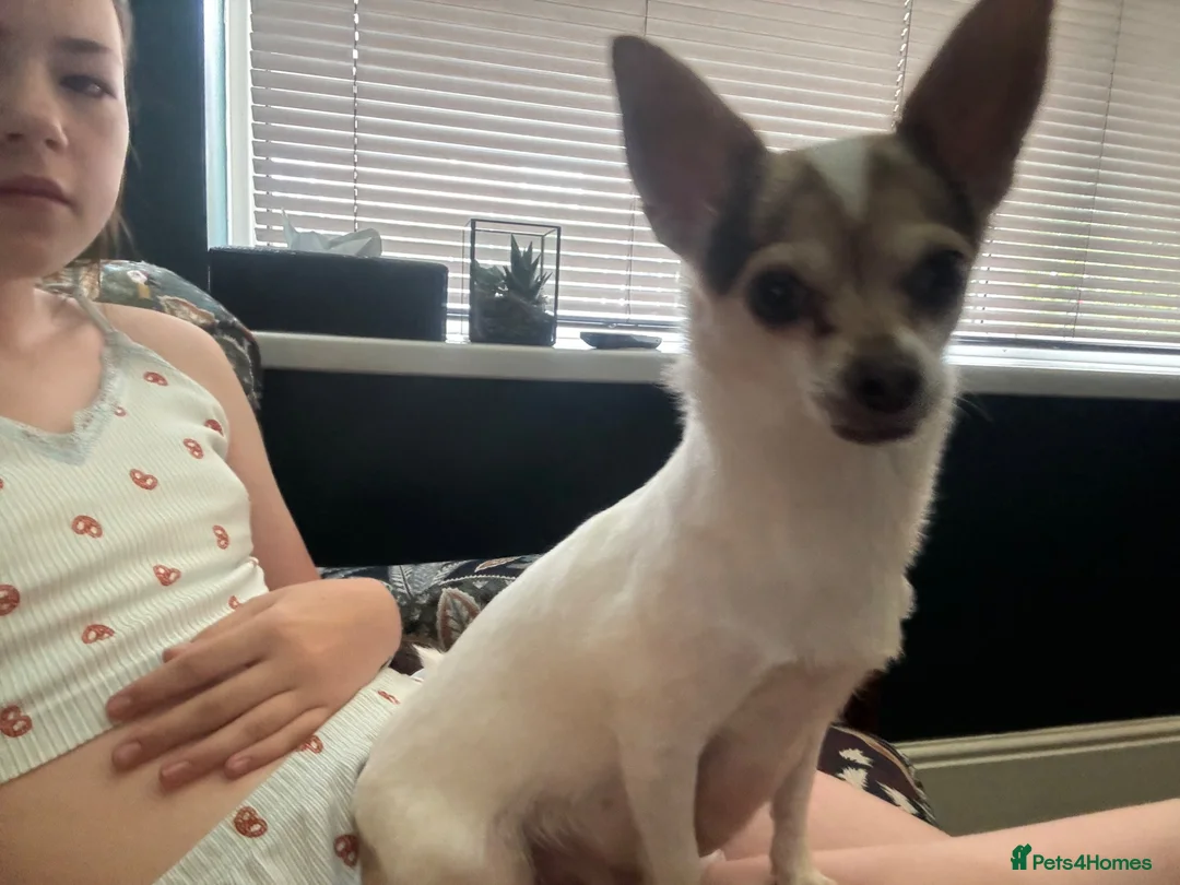Chihuahua dogs for sale: 2 STUNNING WHITE BOYS READY NOW - Advert 8