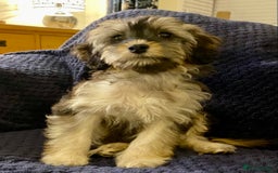 Cockapoo dogs for sale: Tri Colour Cockapoo - Image 3