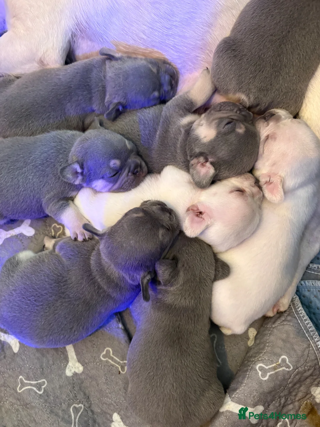 French Bulldog dogs for sale: Stunning French bull dog puppy’s for sale  - Advert 1