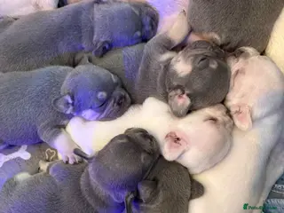 French Bulldog dogs Stunning French bull dog puppy’s for sale - Advert 1