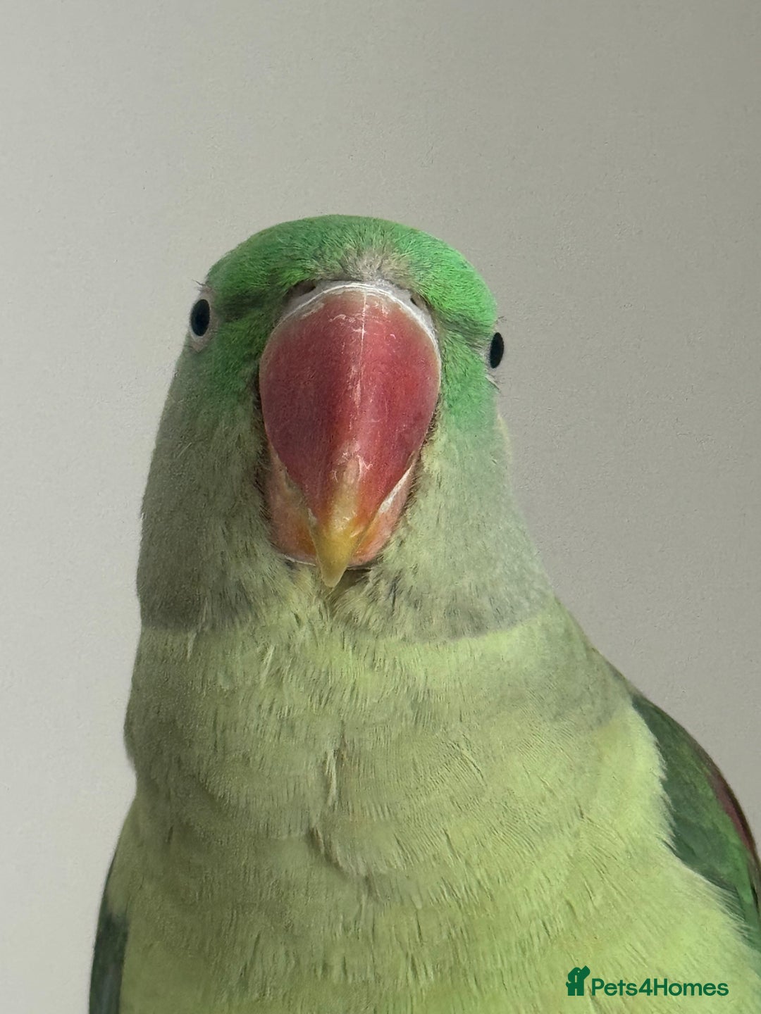 Conures birds for sale: Alexandrian  - Image 2