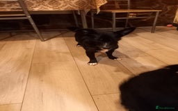 Mixed Breed dogs for sale: 💞 Beautiful Yorkie Russel Puppies 💞 - Image 35