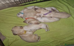 Golden Retriever dogs for sale: 🐾🐕Golden Retriever Puppies 🐶 🐕‍🦺 - Image 7