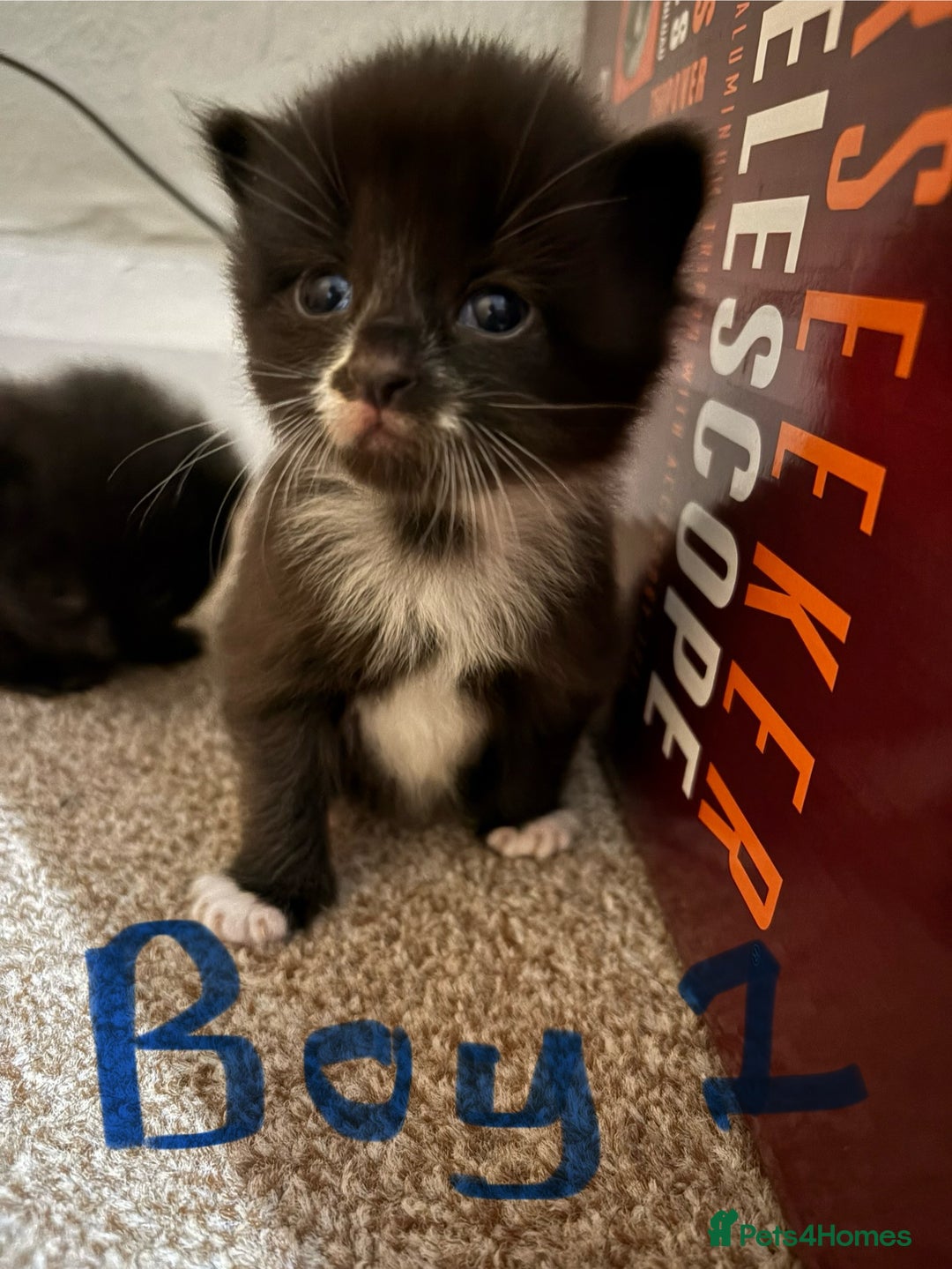 Mixed Breed cats for sale: Gorgeous fluffy Maine Coon X kittens - Advert 2