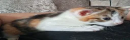 Mixed Breed cats for sale: Female kitten  - Advert 3