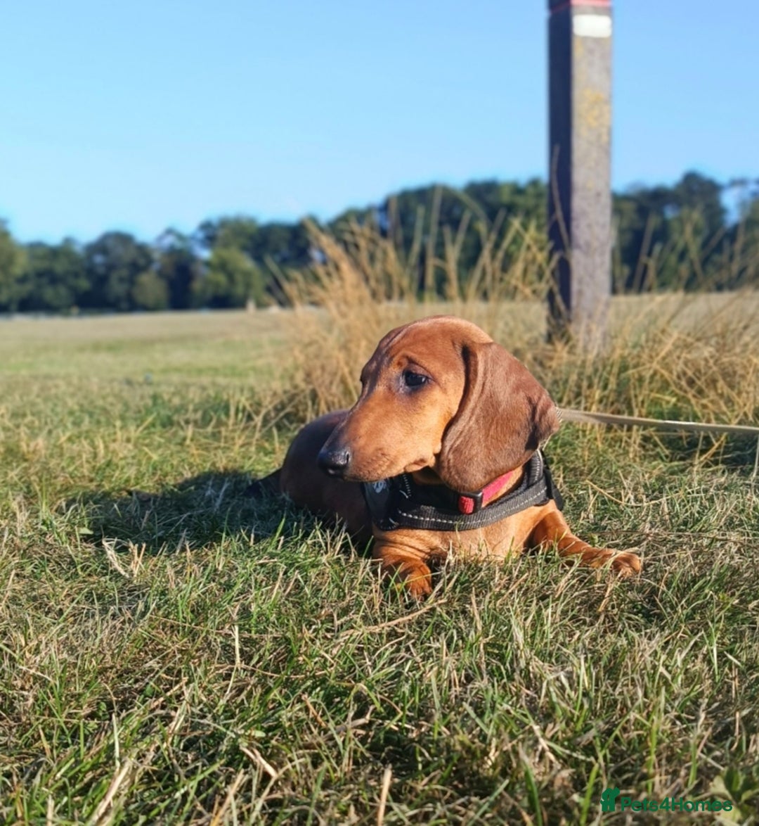 Dachshund dogs for sale: READY NOW-Champions Line Standard Dachshund KC REG in Coventry - Image 5