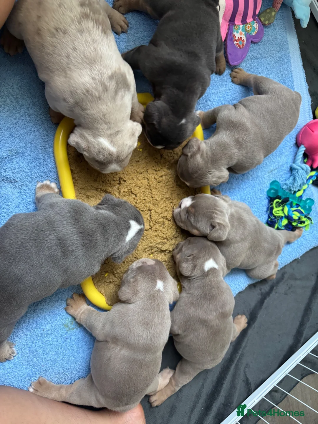 English Bulldog dogs for sale: English Bulldog Puppies – 5 Girls & 2 Boys - Advert 19