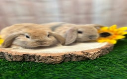 Mini Lop rabbits for sale: Gorgeous mini lops - yellow litter - Image 12