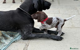 German Shorthaired Pointer dogs for sale: Exceptional German Shorthaired Pointer Puppies - Image 7